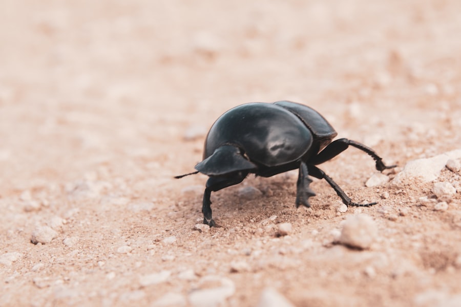 Photo Dung Beetle