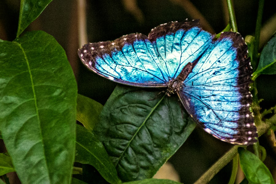 Blue Morpho Butterfly