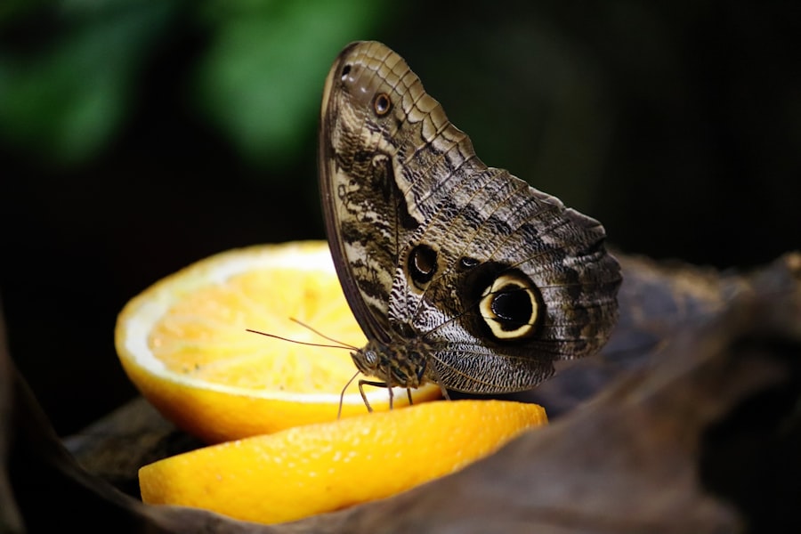 Owl Butterfly
