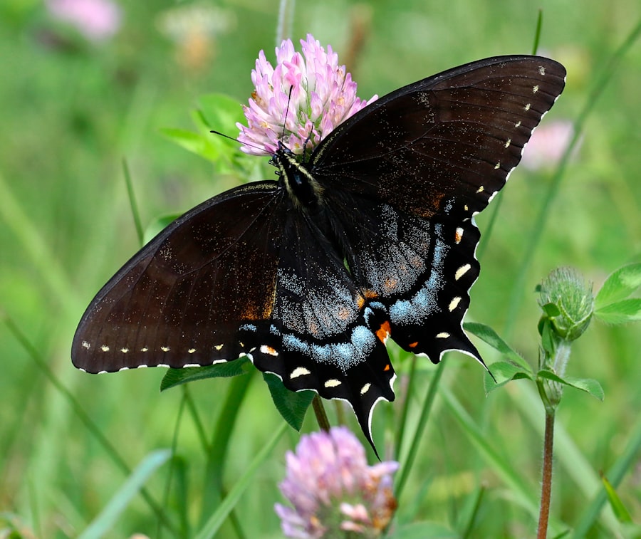 Swallowtail Butterfly