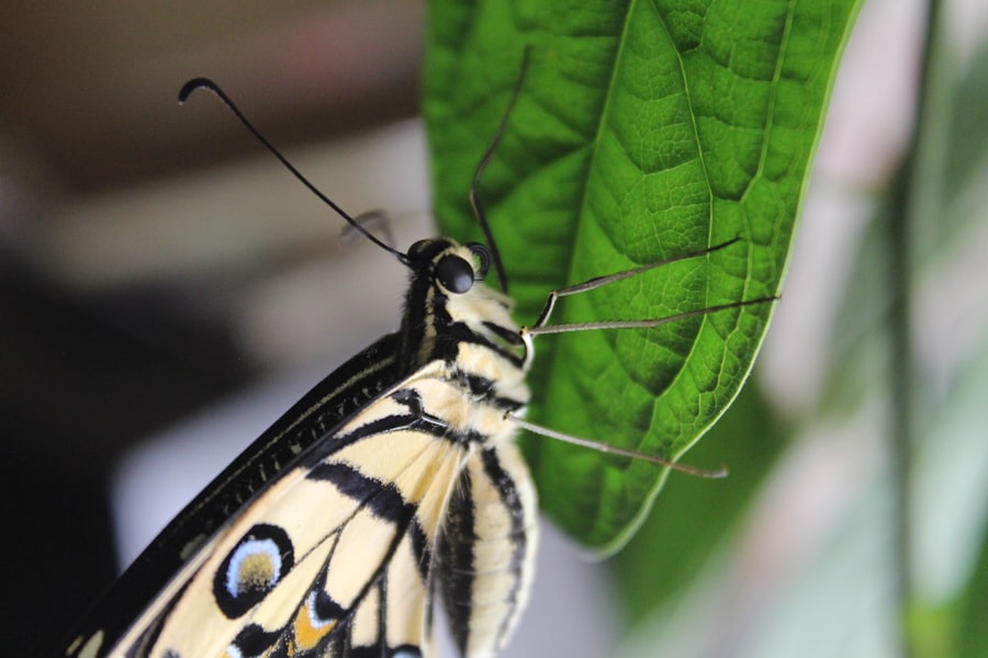 Photo Swallowtail Butterfly