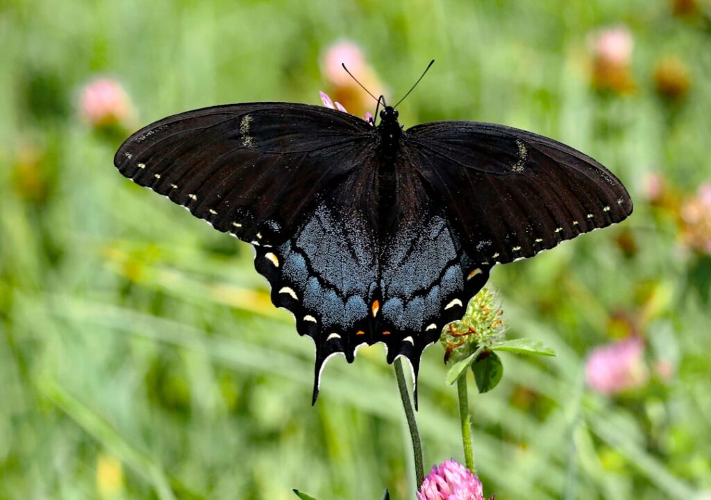 Discover the Beauty of the Swallowtail Butterfly