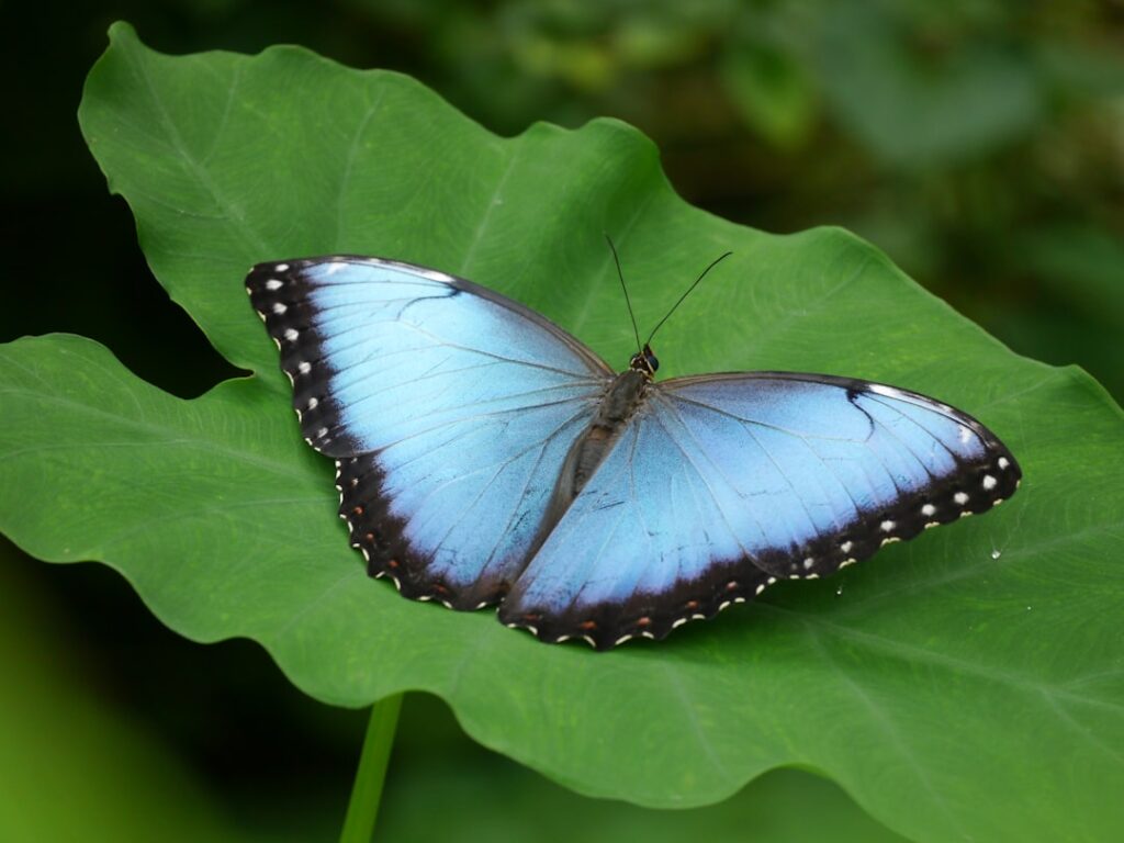 The Stunning Blue Morpho Butterfly: A Natural Wonder