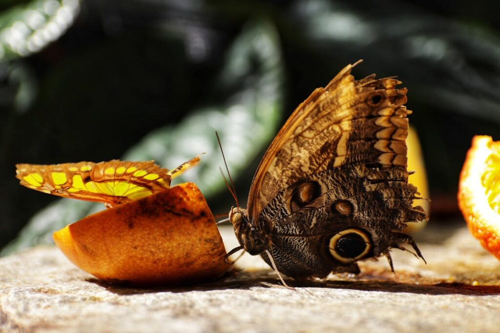 Majestic Owl Butterfly: Caligo memnon Facts