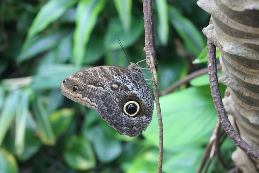 Photo Owl Butterfly