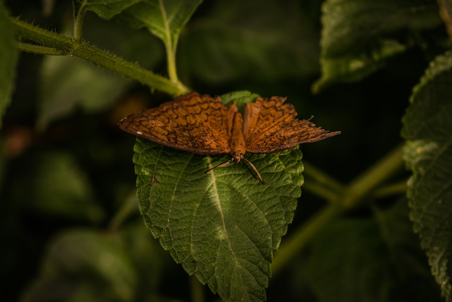 Madagascan Sunset Moth