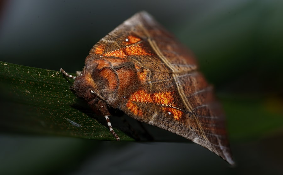 Photo Madagascan Sunset Moth