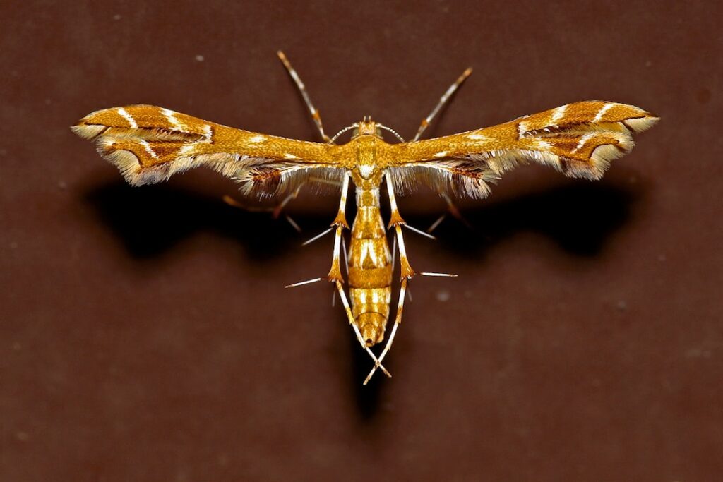 Stunning Madagascan Sunset Moth: A Natural Wonder