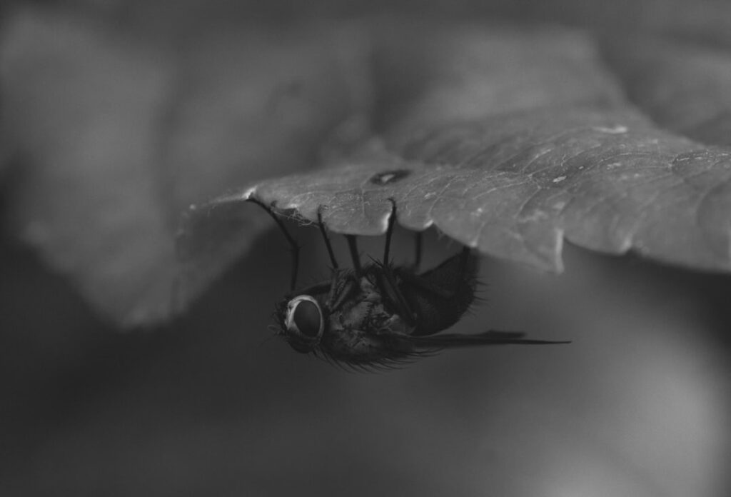 The Buzz About Black Fly (Simulium)