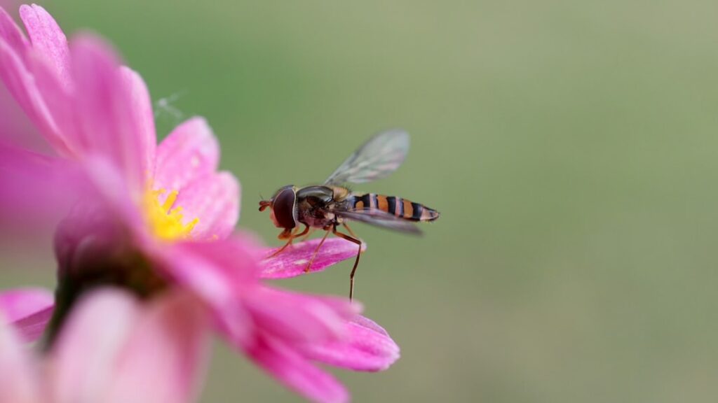 The Fascinating World of Hoverfly (Syrphidae)