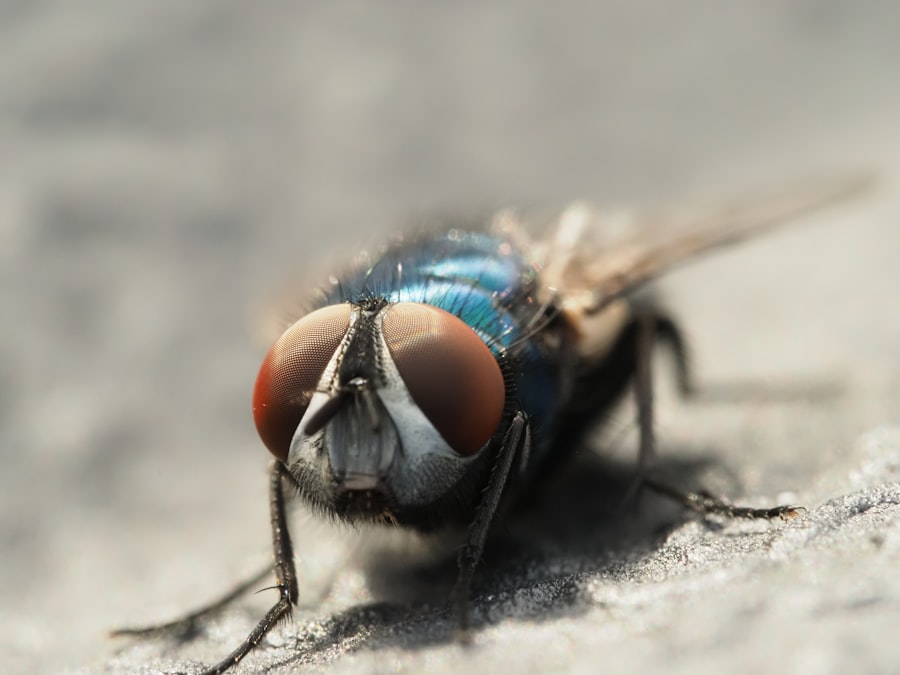 Robber Fly