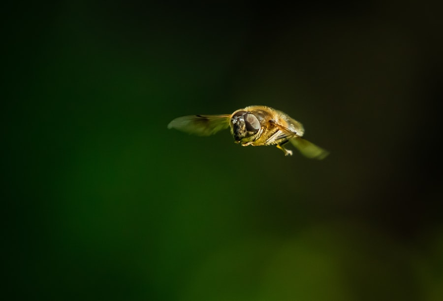 Photo Robber Fly