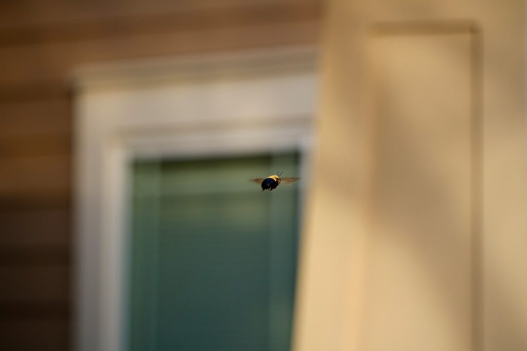 The Lethal Predator: Robber Fly (Asilidae)