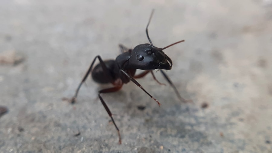 Photo Carpenter Ant