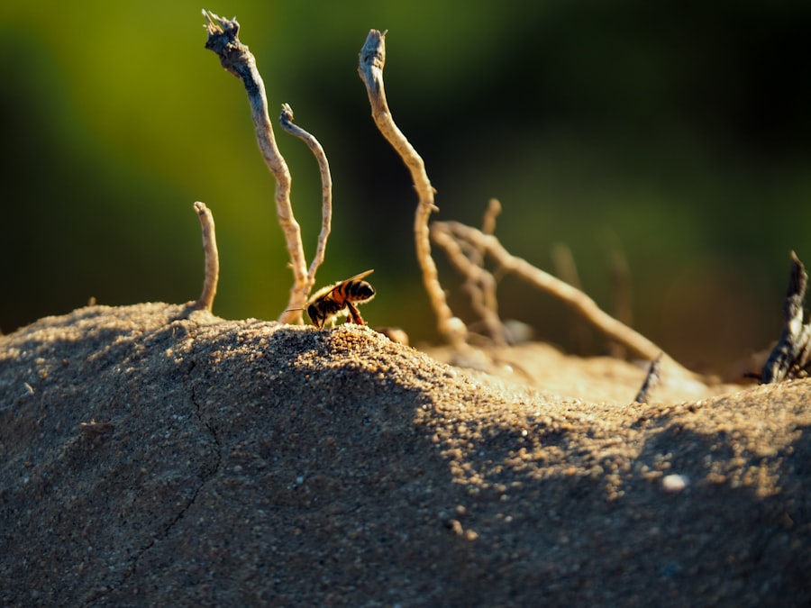 Photo Weaver Ant
