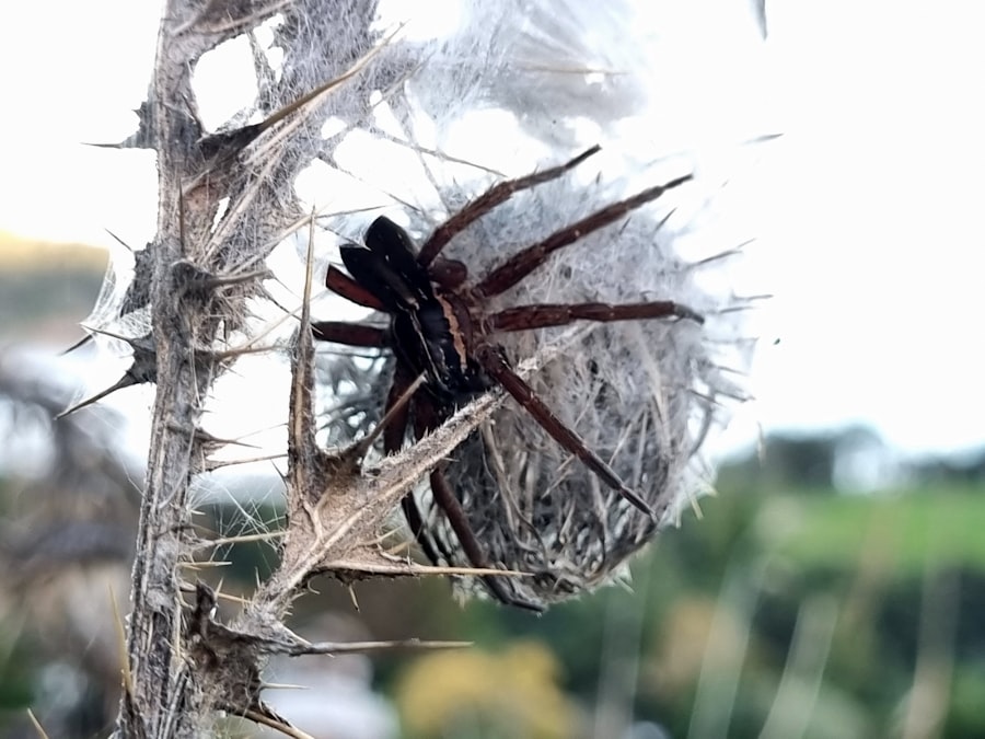 Tarantula Hawk Wasp