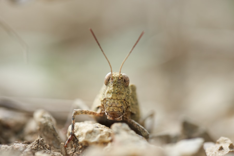 Mole Cricket
