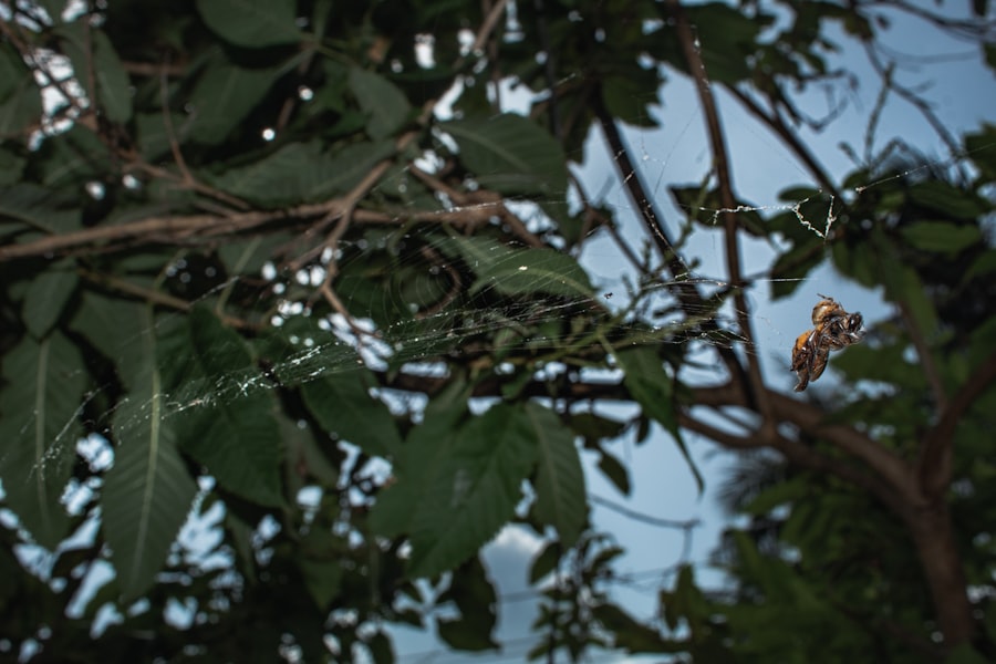 Photo Tarantula Hawk Wasp