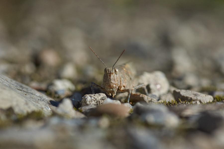 Photo Mole Cricket