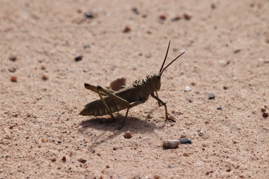 Spur-Throated Grasshopper