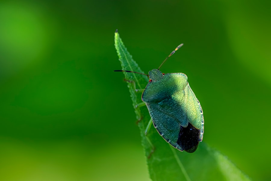 Green Shield Bug