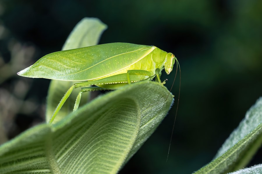 Photo Bush-Cricket