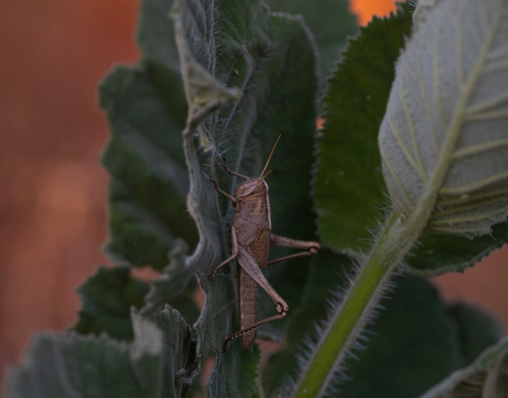 Uncovering the Spur-Throated Grasshopper: Melanoplus differentialis