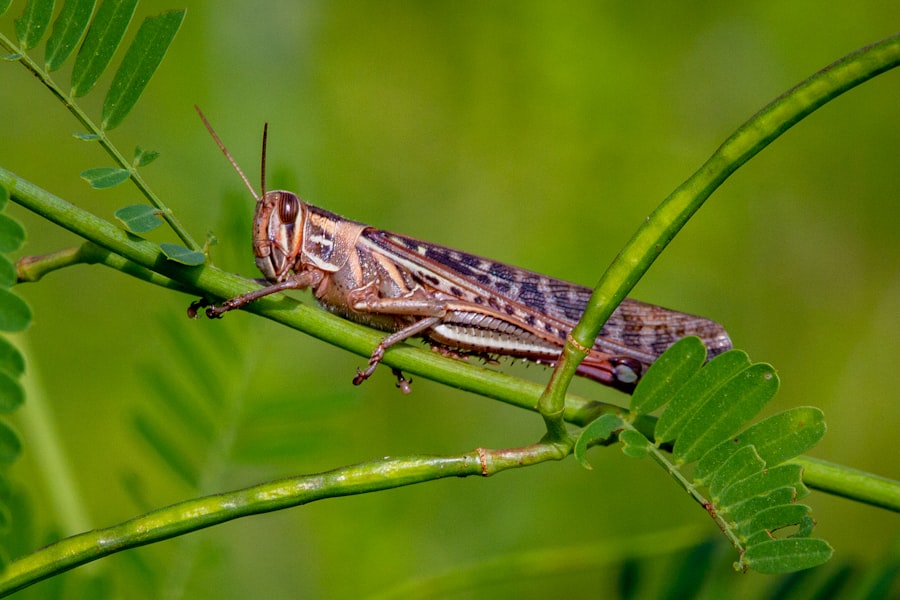 Photo Spur-Throated Grasshopper