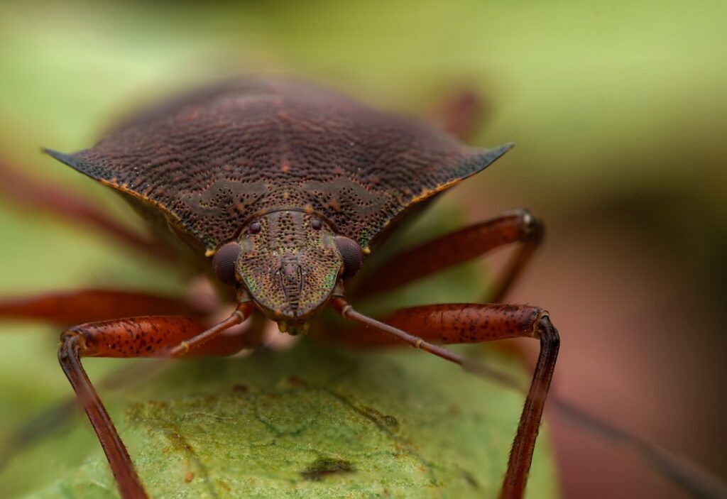 The Green Shield Bug: A Fascinating Insect