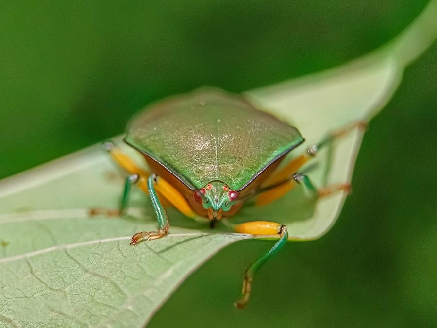 Photo Green Shield Bug