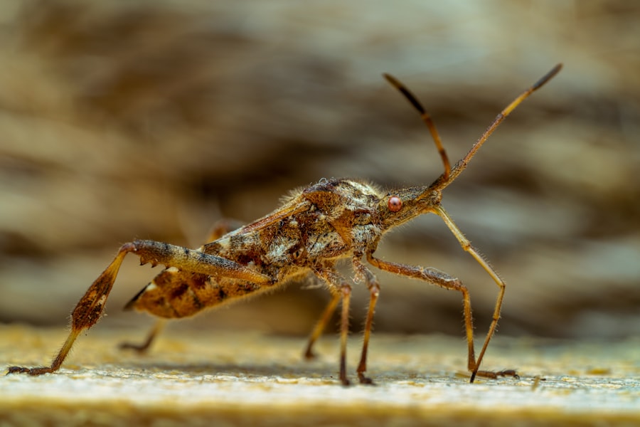 Assassin Bug
