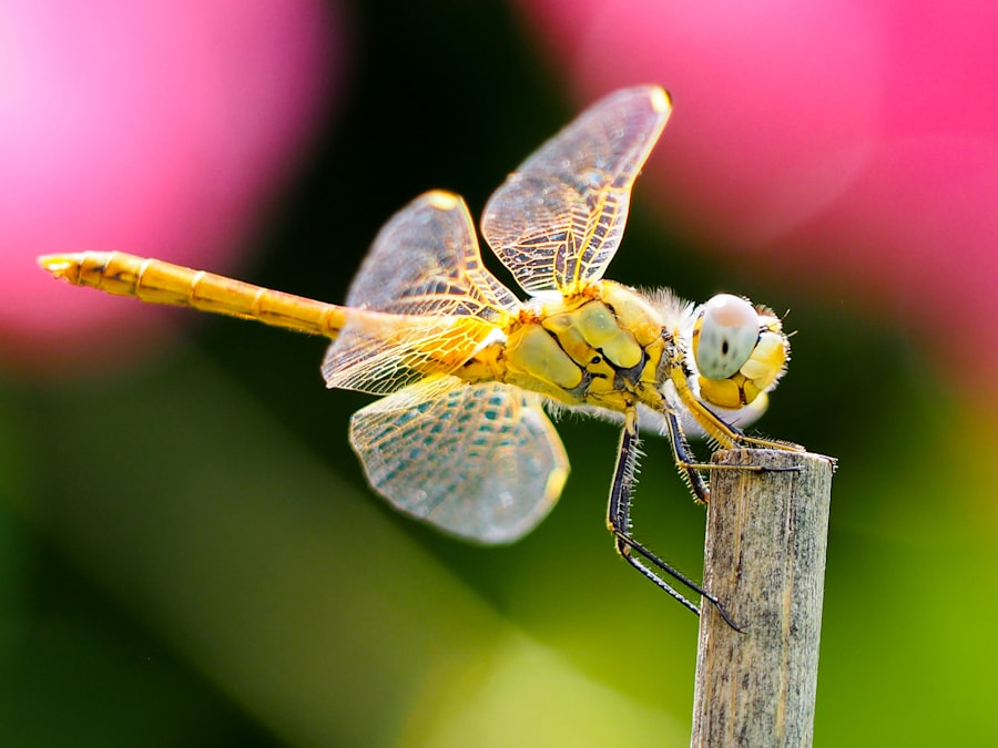 Emperor Dragonfly
