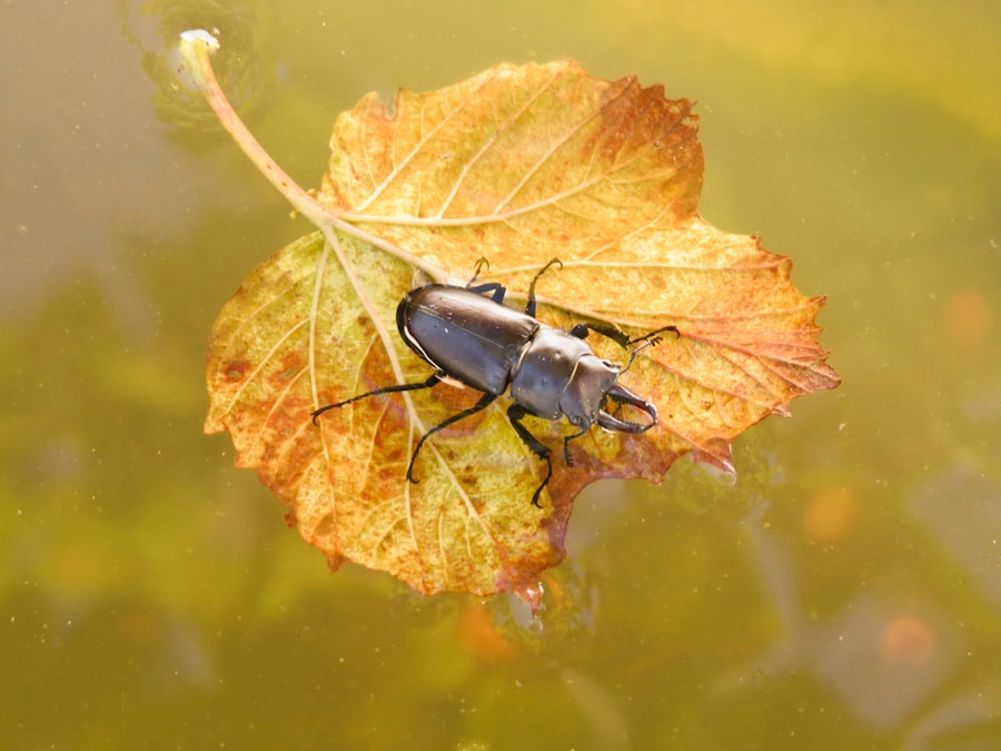 Giant Water Bug