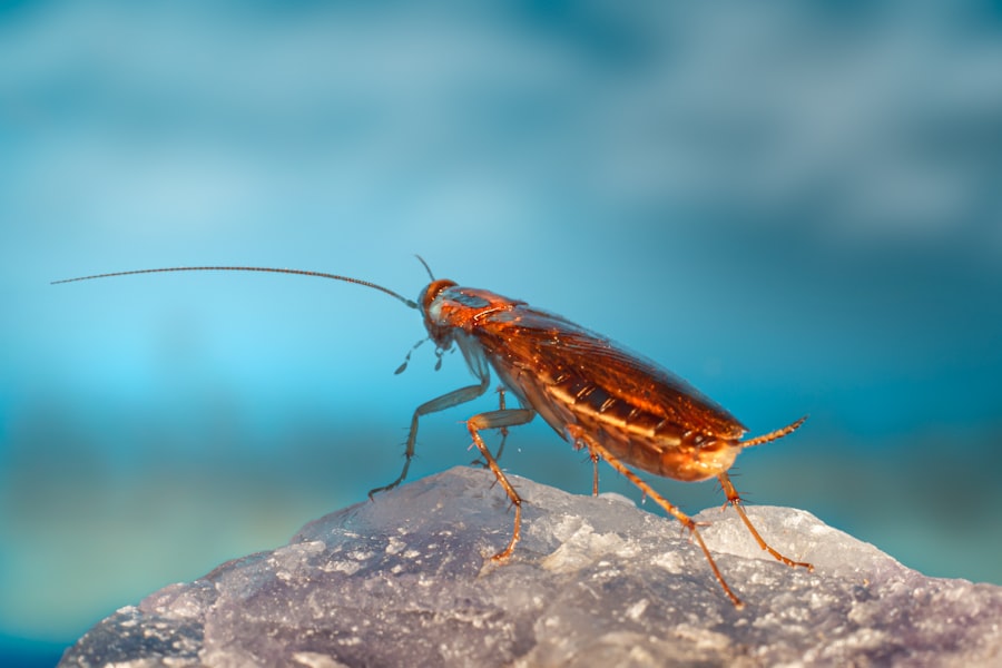 Photo Giant Water Bug
