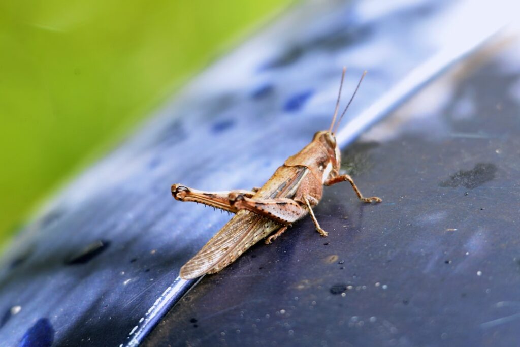 The Giant Water Bug: A Formidable Predator