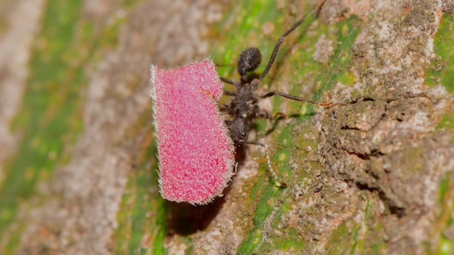 Photo Bed Bug