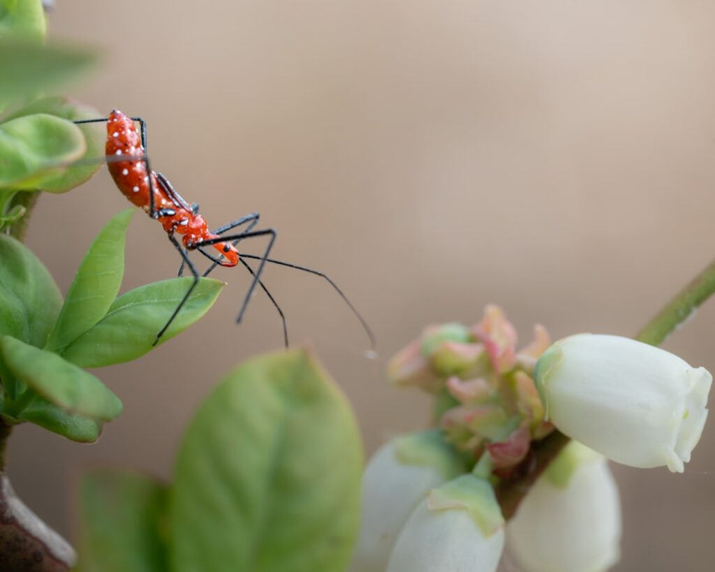 The Lethal Assassin Bug: Rhinocoris iracundus