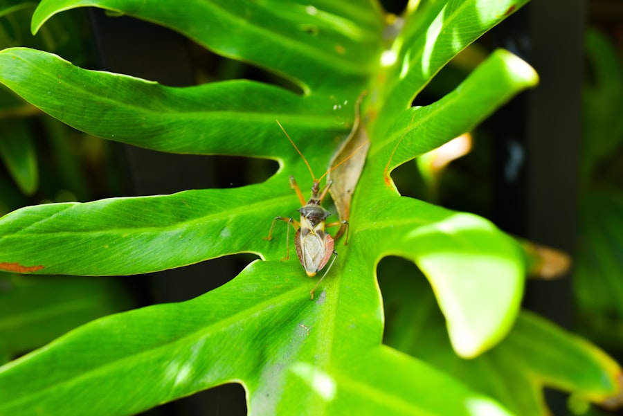 Photo Assassin Bug