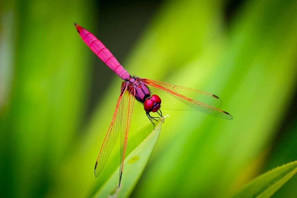 Emperor Dragonfly: Majestic Insect of the Wetlands