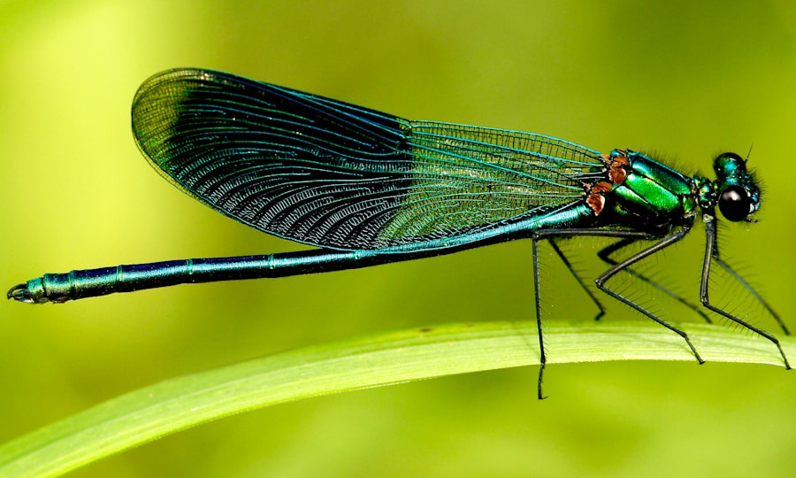 Photo Emperor Dragonfly