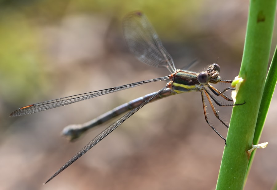 Banded Demoiselle