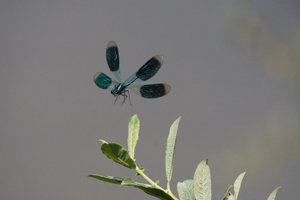 Discover the Stunning Banded Demoiselle