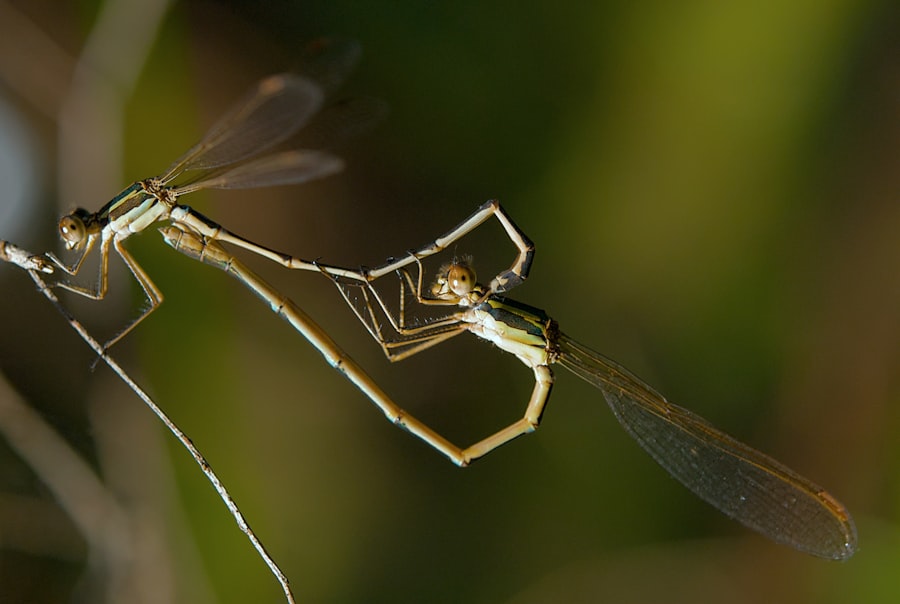 Photo Banded Demoiselle