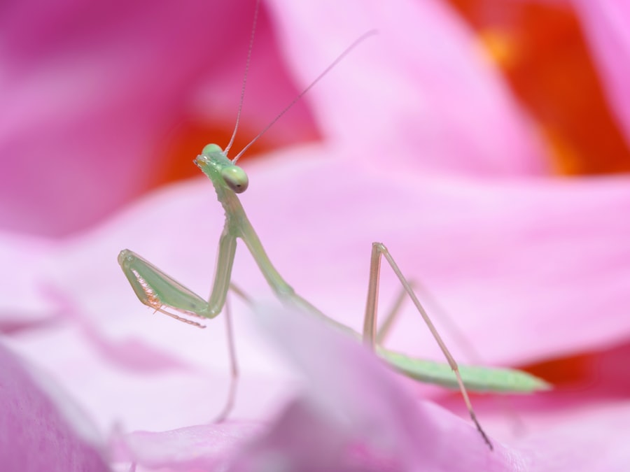 Orchid Mantis