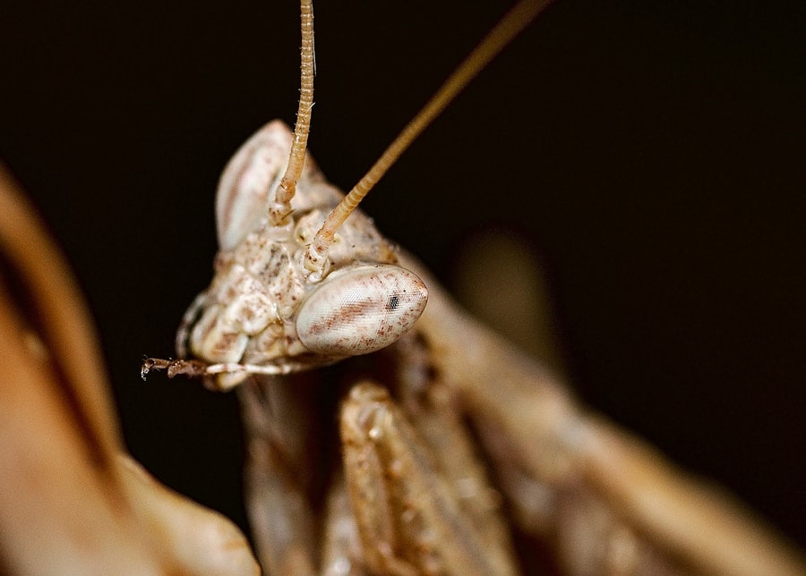 Ghost Mantis