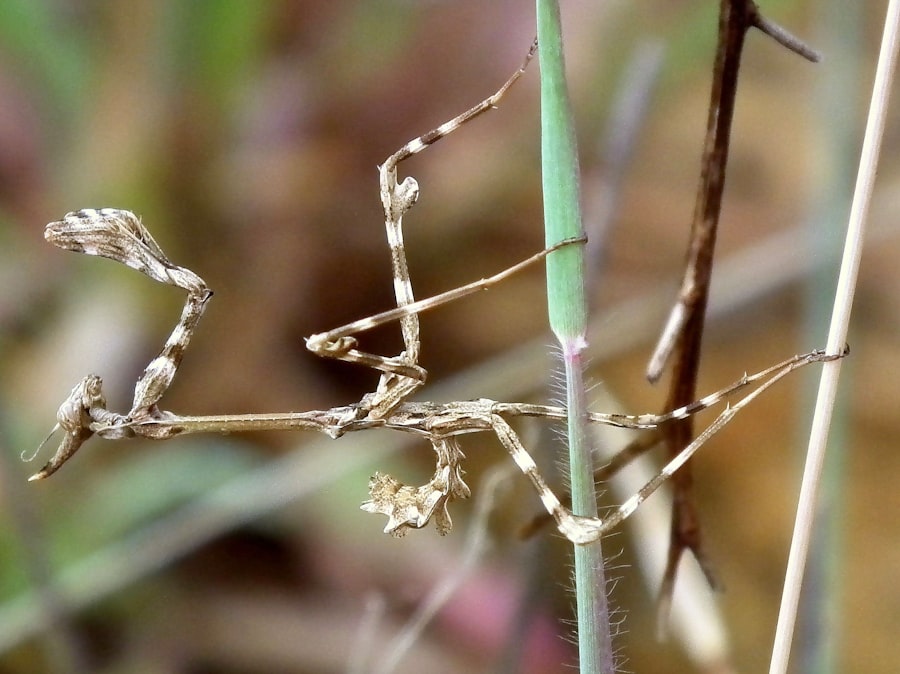 Indian Stick Insect