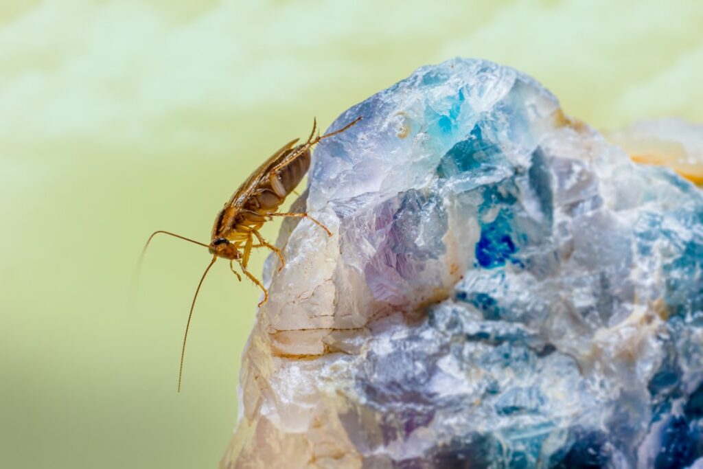 Controlling German Cockroach Infestations