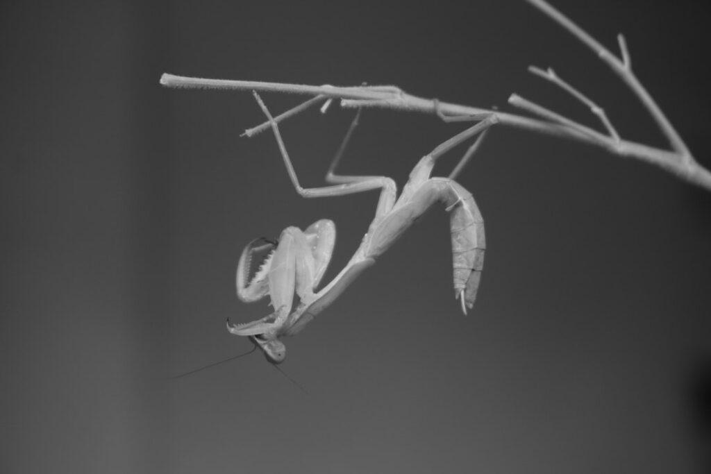 Master of Disguise: The Orchid Mantis