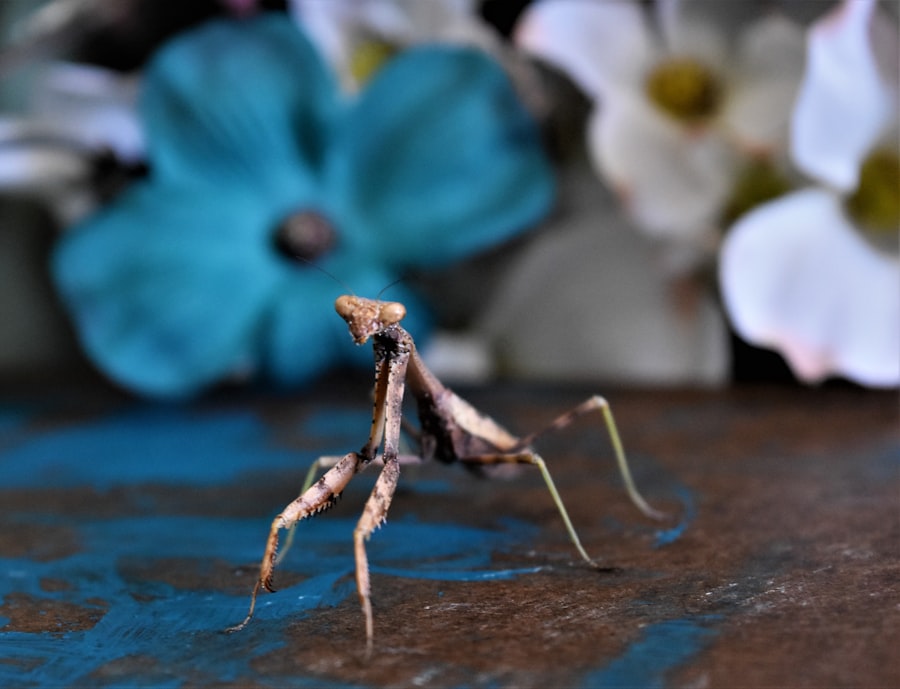 Photo Orchid Mantis