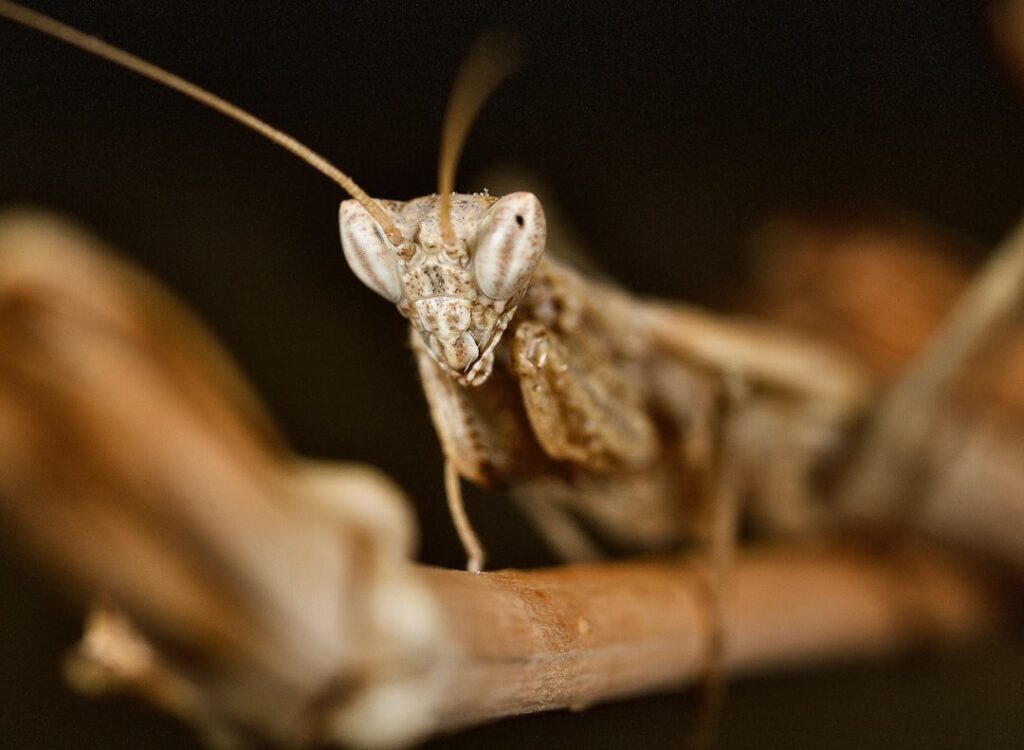 The Enigmatic Ghost Mantis: Phyllocrania paradoxa